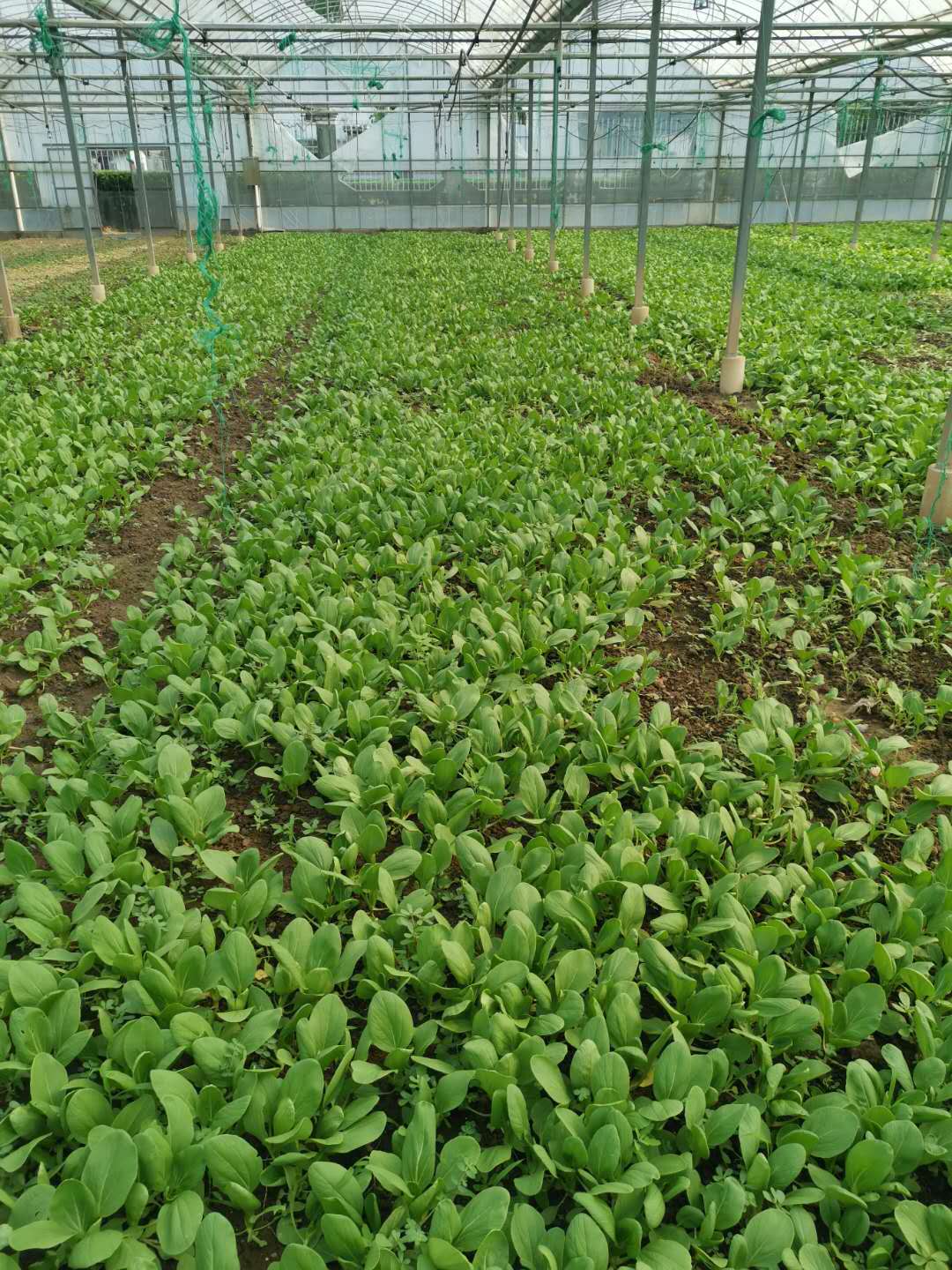 食堂蔬菜生鮮配送——鮮享自然，守護餐桌安全